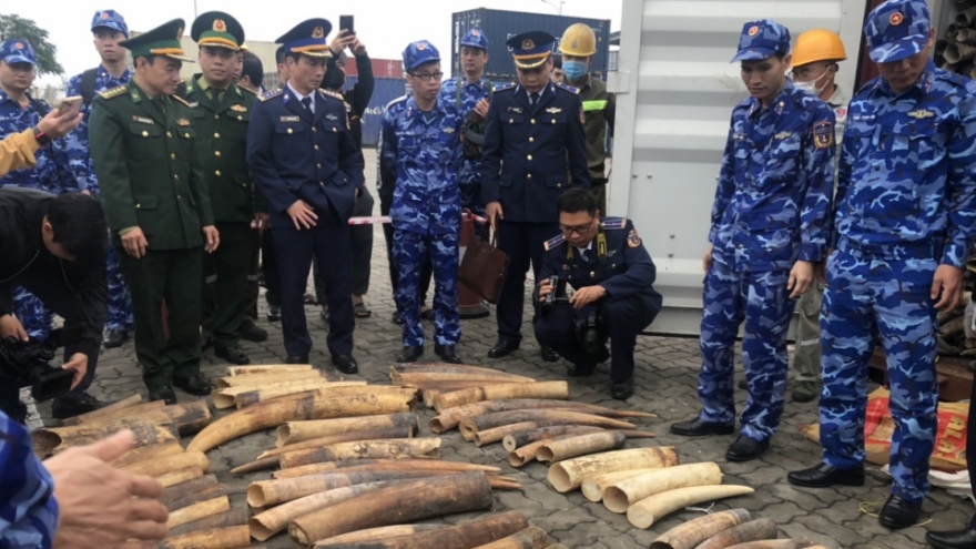Hải quan Hải Phòng bắt giữ gần nửa tấn ngà voi trà trộn trong container sừng bò